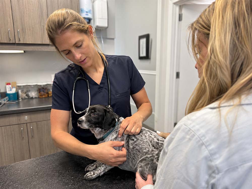 Veterinarian examining a dog in a clinic for a veterinarian SEO service page focused on helping vet clinics get more bookings from Google.